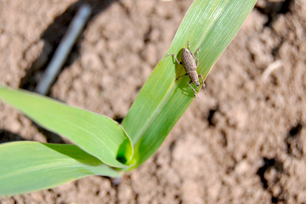 weevil