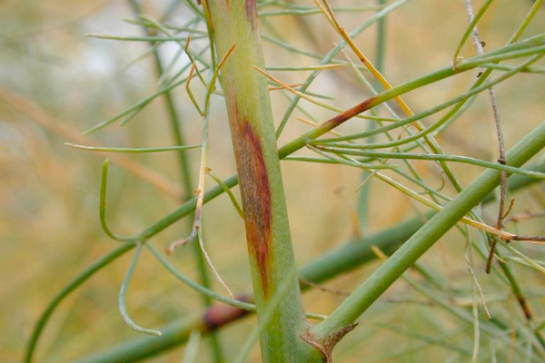 cercospora blight