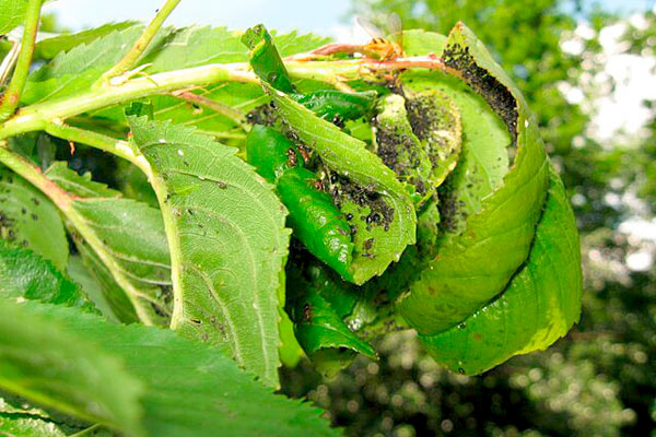 aphid