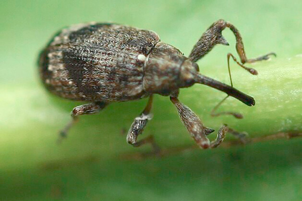 blossom weevil